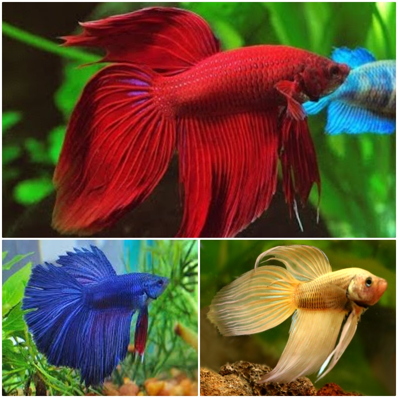 Betta splendens   Betta man mix XL  @